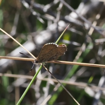 Paralucia spinifera (Bathurst or Purple Copper Butterfly) at Namadgi National Park - 7 Sep 2023 by RAllen