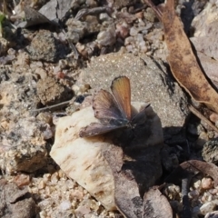 Paralucia spinifera (Bathurst or Purple Copper Butterfly) at Namadgi National Park - 7 Sep 2023 by RAllen