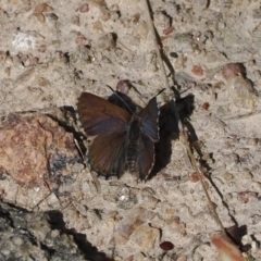 Paralucia spinifera (Bathurst or Purple Copper Butterfly) at Namadgi National Park - 7 Sep 2023 by RAllen