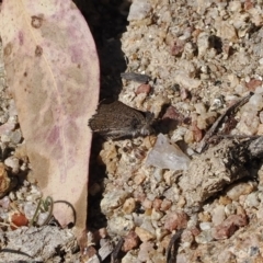 Paralucia spinifera (Bathurst or Purple Copper Butterfly) at Namadgi National Park - 7 Sep 2023 by RAllen