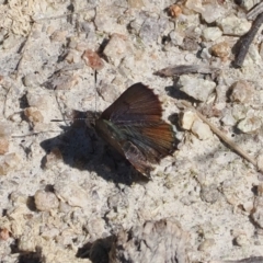 Paralucia crosbyi (Violet Copper Butterfly) at Booth, ACT - 7 Sep 2023 by RAllen