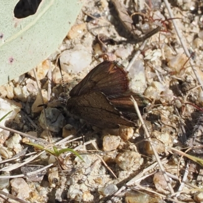 Paralucia crosbyi (Violet Copper Butterfly) at Booth, ACT - 7 Sep 2023 by RAllen