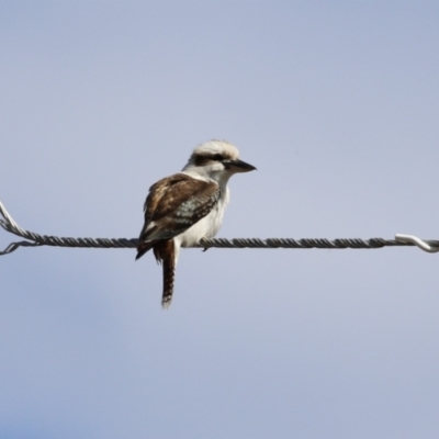 Dacelo novaeguineae (Laughing Kookaburra) at Tuggeranong, ACT - 12 Sep 2023 by RodDeb