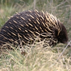 Tachyglossus aculeatus (Short-beaked Echidna) at Gordon, ACT - 12 Sep 2023 by RodDeb