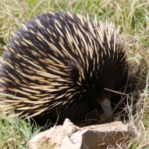 Tachyglossus aculeatus at Gordon, ACT - 12 Sep 2023 01:19 PM