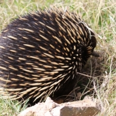 Tachyglossus aculeatus at Gordon, ACT - 12 Sep 2023 01:19 PM