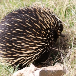 Tachyglossus aculeatus at Gordon, ACT - 12 Sep 2023