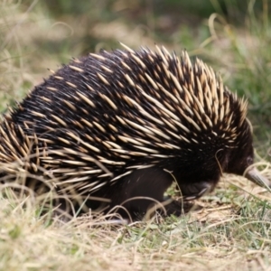 Tachyglossus aculeatus at Gordon, ACT - 12 Sep 2023 01:19 PM