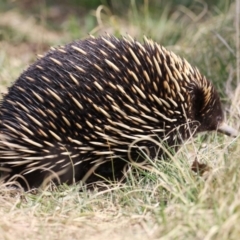 Tachyglossus aculeatus at Gordon, ACT - 12 Sep 2023 01:19 PM