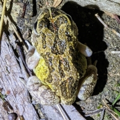 Unverified Frog at Williams, WA - 11 Sep 2023 by HelenCross