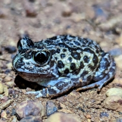Unverified Frog at Williams, WA - 9 Sep 2023 by HelenCross