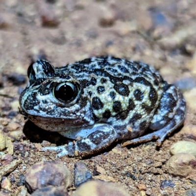 Unidentified Frog at Williams, WA - 9 Sep 2023 by HelenCross