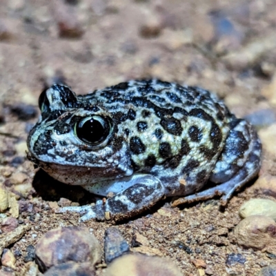 Unverified Frog at Williams, WA - 9 Sep 2023 by HelenCross