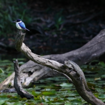 Unidentified Dragon at Ormiston, QLD - 11 Sep 2023 by TimL