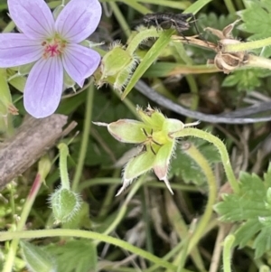 Geranium antrorsum at Rendezvous Creek, ACT - 28 Jan 2023