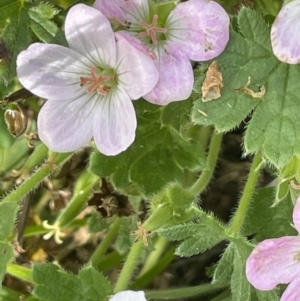 Geranium antrorsum at Rendezvous Creek, ACT - 28 Jan 2023