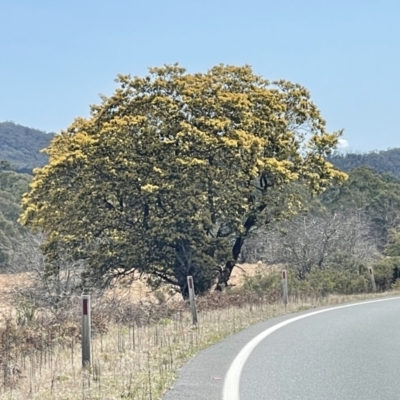Acacia mearnsii (Black Wattle) at Monga, NSW - 11 Sep 2023 by LyndalT