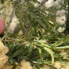 Acacia mearnsii at Monga, NSW - 11 Sep 2023