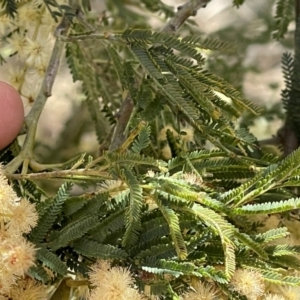 Acacia mearnsii at Monga, NSW - 11 Sep 2023