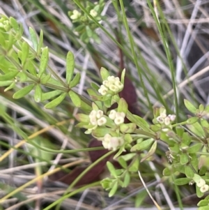 Asperula gunnii at Rendezvous Creek, ACT - 28 Jan 2023 03:13 PM