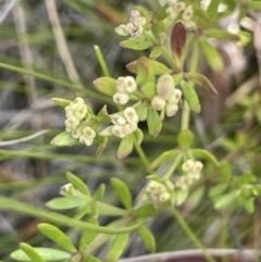 Asperula gunnii at Rendezvous Creek, ACT - 28 Jan 2023 03:13 PM