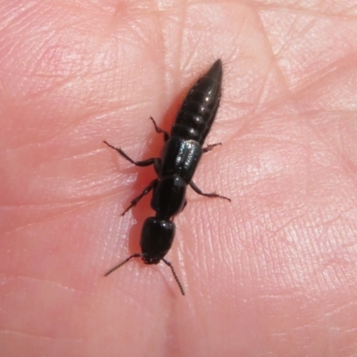 Thyreocephalus sp. (genus) (Rove beetle) at Collector, NSW - 12 Sep 2023 by Christine