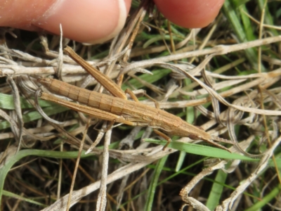 Keyacris scurra (Key's Matchstick Grasshopper) at Collector, NSW - 12 Sep 2023 by Christine