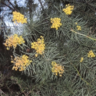 Acacia boormanii (Snowy River Wattle) at Conder, ACT - 10 Sep 2023 by michaelb