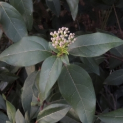 Viburnum tinus (Laurustinus) at Tuggeranong Hill - 10 Sep 2023 by michaelb