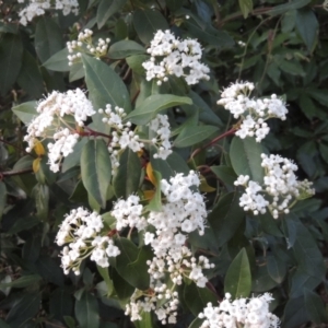 Viburnum tinus at Conder, ACT - 10 Sep 2023 06:10 PM