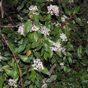 Viburnum tinus at Conder, ACT - 10 Sep 2023