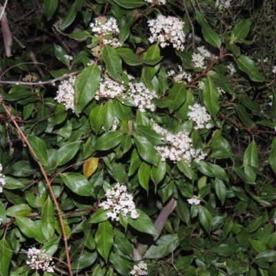 Viburnum tinus (Laurustinus) at Conder, ACT - 10 Sep 2023 by MichaelBedingfield