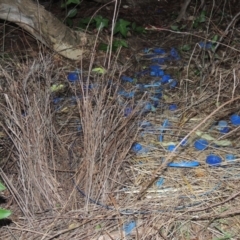 Ptilonorhynchus violaceus (Satin Bowerbird) at Conder, ACT - 10 Sep 2023 by MichaelBedingfield