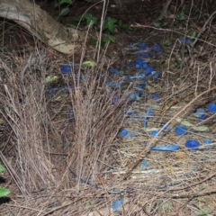 Ptilonorhynchus violaceus (Satin Bowerbird) at Tuggeranong Hill - 10 Sep 2023 by michaelb