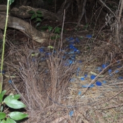 Ptilonorhynchus violaceus at Conder, ACT - 10 Sep 2023