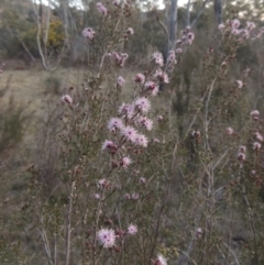 Kunzea parvifolia (Violet Kunzea) at Conder, ACT - 10 Sep 2023 by michaelb