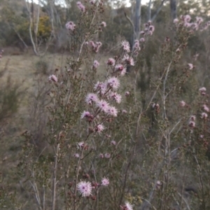 Kunzea parvifolia at Conder, ACT - 10 Sep 2023