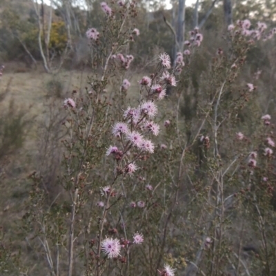 Kunzea parvifolia (Violet Kunzea) at Conder, ACT - 10 Sep 2023 by michaelb