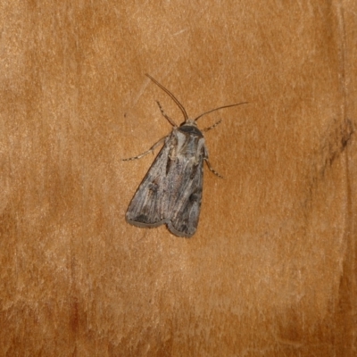 Agrotis munda (Brown Cutworm) at Charleys Forest, NSW - 12 Sep 2023 by arjay