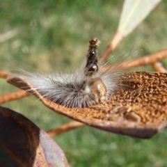 Uraba lugens (Gumleaf Skeletonizer) at Charleys Forest, NSW - 12 Sep 2023 by arjay