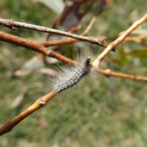 Uraba lugens at Charleys Forest, NSW - 12 Sep 2023