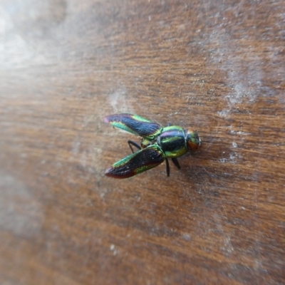 Selagis caloptera (Caloptera jewel beetle) at Charleys Forest, NSW - 10 Sep 2023 by arjay