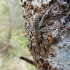 Unidentified Grasshopper, Cricket or Katydid (Orthoptera) at Mongarlowe River - 7 Sep 2023 by arjay