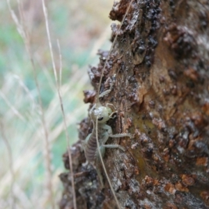 Gryllacrididae (family) at Charleys Forest, NSW - suppressed