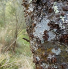 Gryllacrididae (family) at Charleys Forest, NSW - suppressed