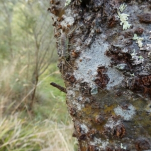 Gryllacrididae (family) at Charleys Forest, NSW - 8 Sep 2023