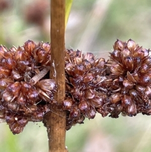 Juncus phaeanthus at Cotter River, ACT - 26 Mar 2023