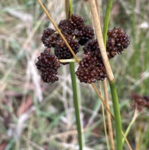 Juncus phaeanthus at Cotter River, ACT - 26 Mar 2023