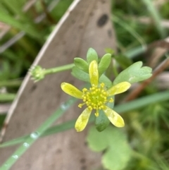 Ranunculus amphitrichus (Small River Buttercup) at Rendezvous Creek, ACT - 26 Mar 2023 by JaneR