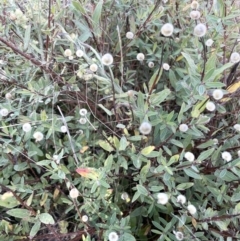 Pimelea treyvaudii (Grey Riceflower) at Gibraltar Pines - 18 Apr 2023 by JaneR